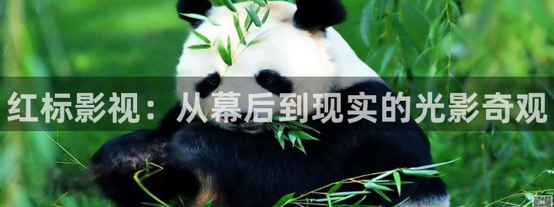 神马影院第七影院午夜秋霞：红标影视：从幕后到现实的光影奇观